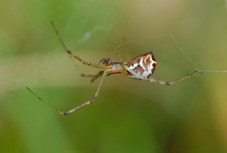 Linyphia triangularis